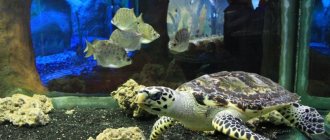 What to see with children in Evpatoria - aquarium