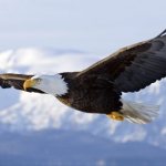 Interesting facts about the eagle photo
