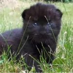 Baby panthers were shown on a walk at the Barnaul Zoo