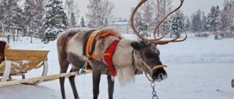 In Olenegorsk you can ride a reindeer sled