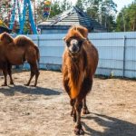 camels in the Tyumen Zoo