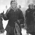 Жительницы Тихвина ведут скот по улице освобожденного города. 1941